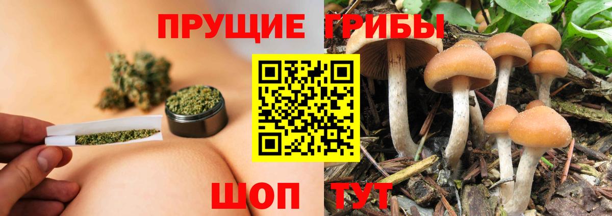 Киров  Галлюциногенные грибы GOLDEN TEACHER  Псилоцибиновые грибы Psilocybine cubensis  Вход с VPN 